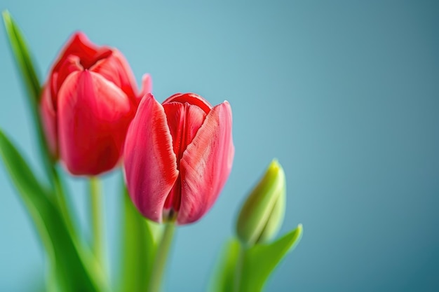 Un primer plano de tulipanes rojos sobre un fondo azul con espacio para copiar