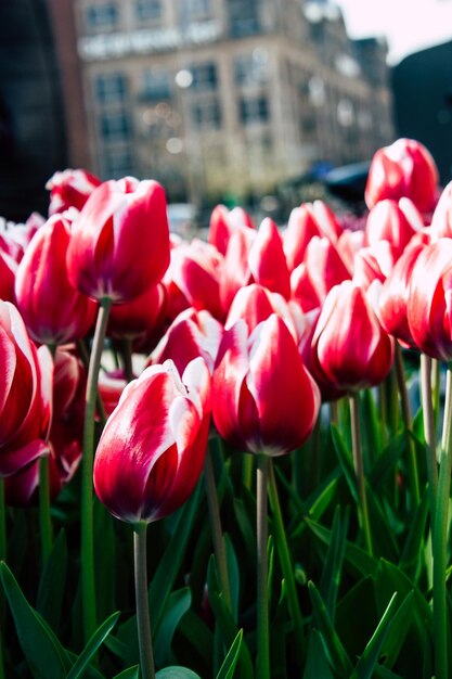 Foto primer plano de los tulipanes rojos