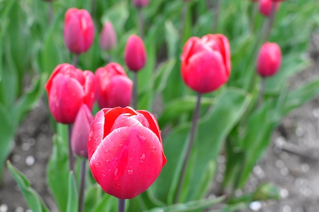 Primer plano de los tulipanes rojos