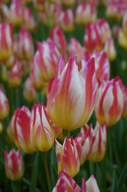 Foto primer plano de los tulipanes rojos