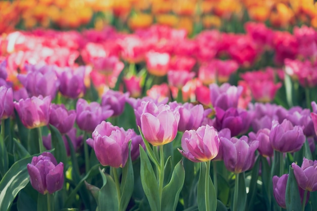 Primer plano de tulipanes rosados en el campo