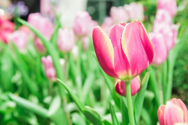 Primer plano de tulipanes rosados en el campo