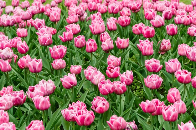 Foto primer plano de tulipanes rosados en el campo