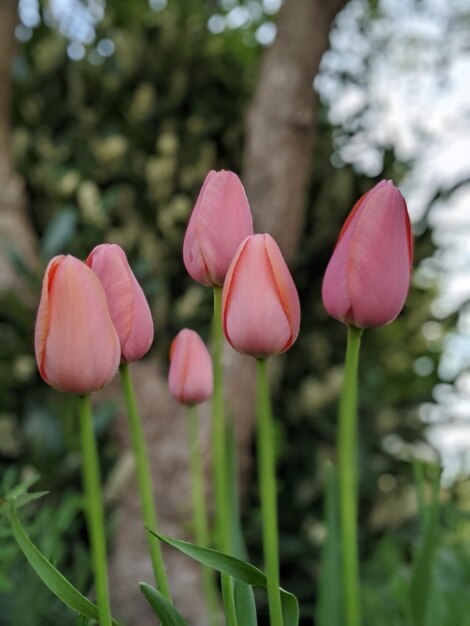 Foto primer plano de los tulipanes rosados