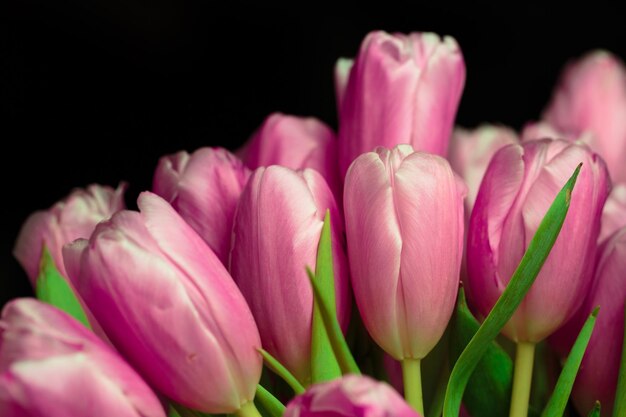 Primer plano de los tulipanes rosados