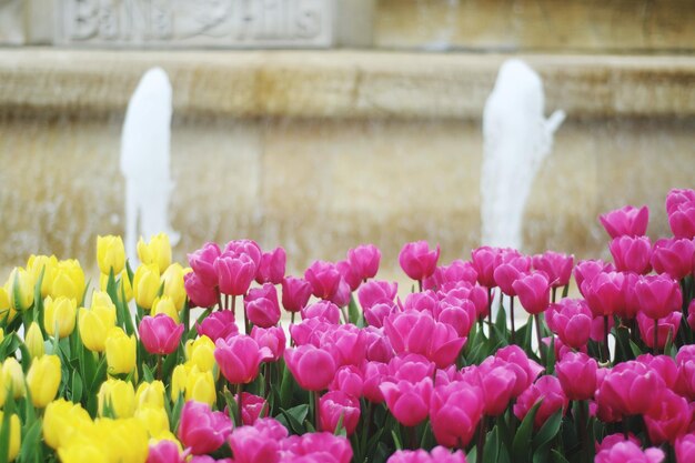 Primer plano de los tulipanes rosados