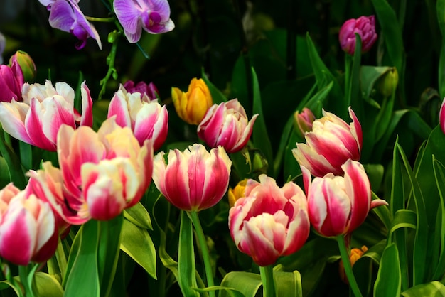 Foto primer plano de los tulipanes rosados