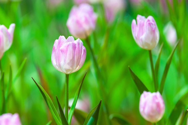 Primer plano de los tulipanes rosados