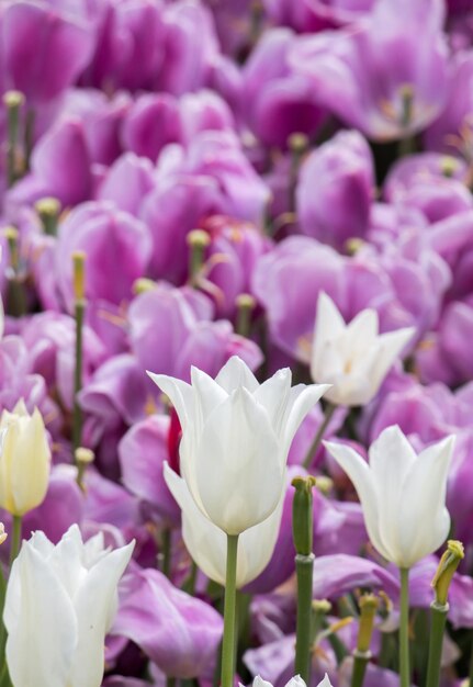 Foto primer plano de los tulipanes rosados