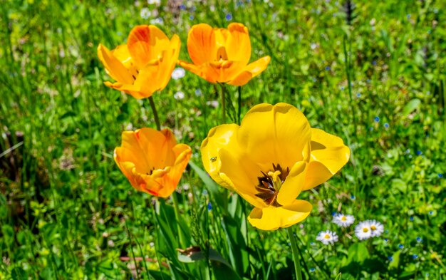 Primer plano de los tulipanes silvestres en la pradera de campo