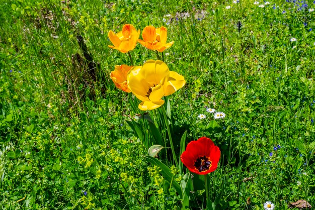 Primer plano de los tulipanes silvestres en la pradera de campo