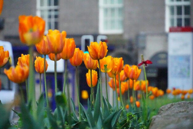 Primer plano de los tulipanes