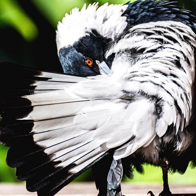 Foto primer plano de la urraca australiana al aire libre