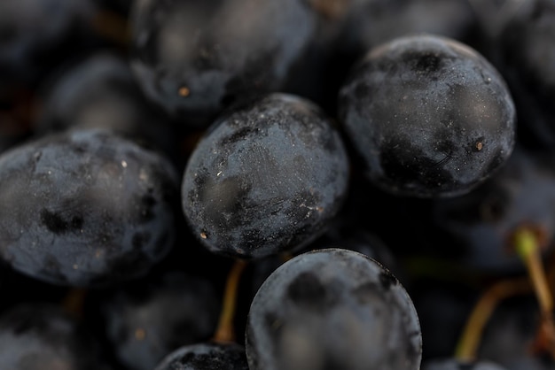 El primer plano de la uva azul oscuro.