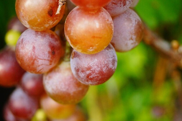 Foto primer plano de las uvas colgando en el árbol