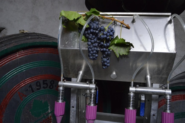 Foto primer plano de las uvas colgando en la bodega