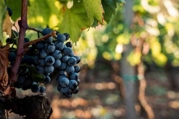 Foto primer plano de las uvas frescas que crecen en el viñedo en un día soleado durante la cosecha