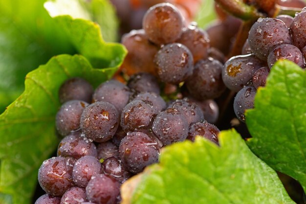 Foto primer plano de las uvas húmedas que crecen en el viñedo