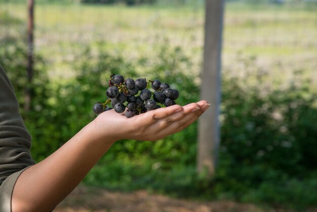 Foto primer plano de las uvas en la mano