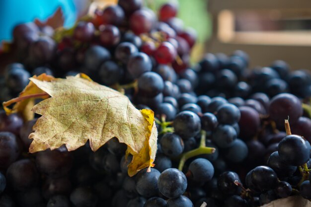 Foto primer plano de las uvas en la mesa