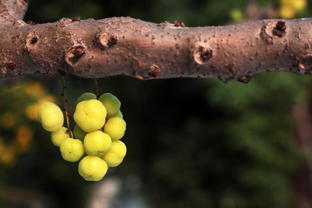Foto primer plano de las uvas que crecen en el árbol