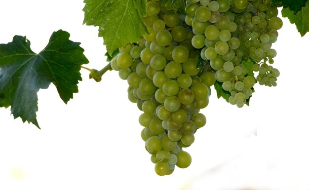 Primer plano de las uvas que crecen en la granja