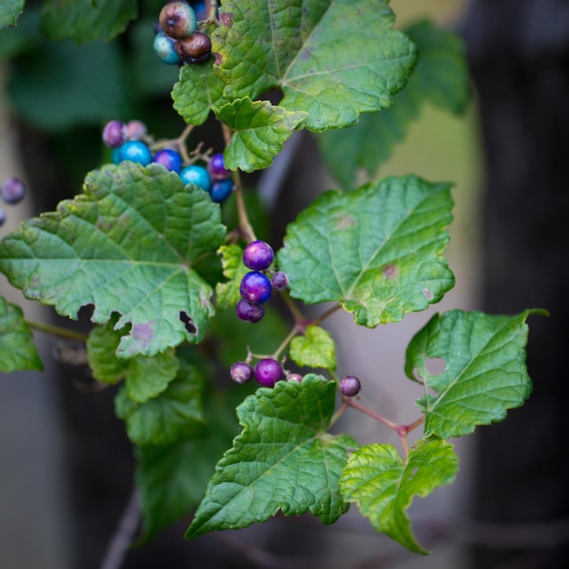 Foto primer plano de las uvas que crecen en la planta.