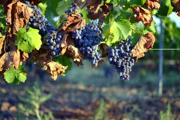 Foto primer plano de las uvas que crecen en el viñedo