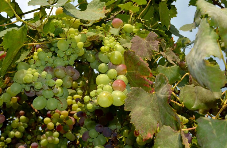 Foto primer plano de las uvas que crecen en el viñedo