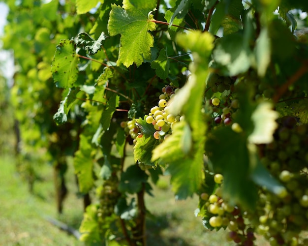 Foto primer plano de las uvas que crecen en el viñedo