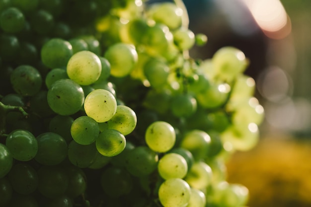 Foto primer plano de las uvas que crecen en el viñedo