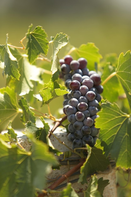Primer plano de las uvas que crecen en el viñedo