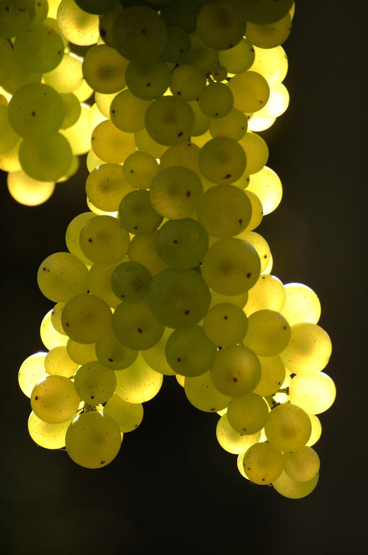 Foto primer plano de las uvas que crecen en el viñedo