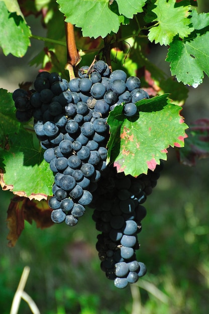 Foto primer plano de las uvas que crecen en el viñedo