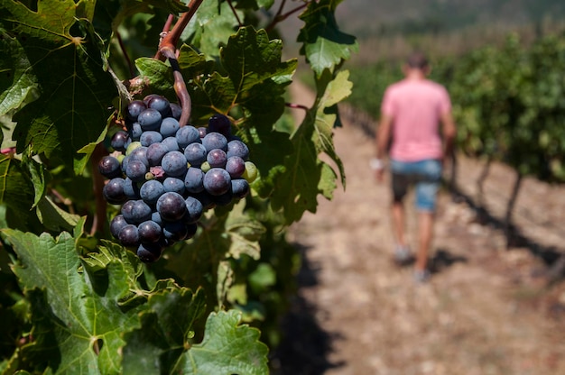 Primer plano de las uvas que crecen en el viñedo