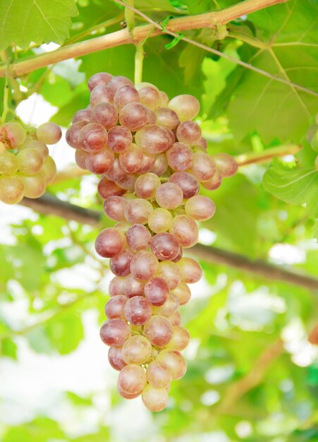 Foto primer plano de las uvas que crecen en el viñedo