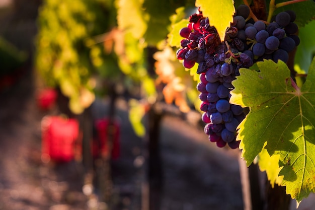 Primer plano de las uvas que crecen en el viñedo