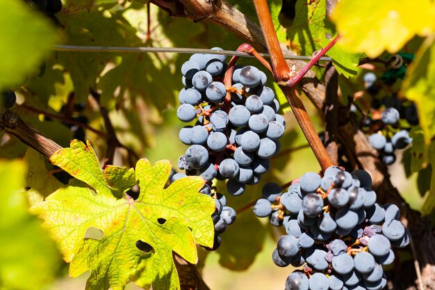 Primer plano de uvas rojas maduras en la rama en la campiña de Istria Eslovenia