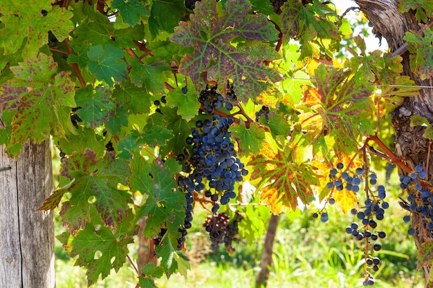 Primer plano de uvas rojas maduras en la rama en la campiña de Istria Eslovenia