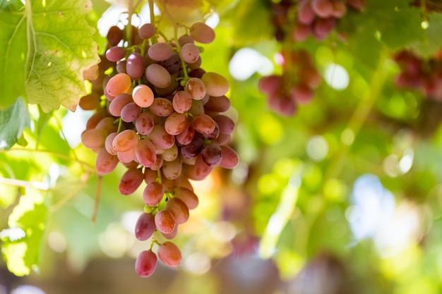 Primer plano de uvas rojas maduras en el viñedo de xinjiang