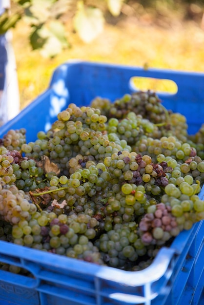 Foto primer plano de las uvas para la venta