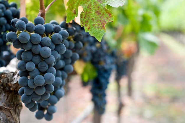 Primer plano de las uvas en el viñedo