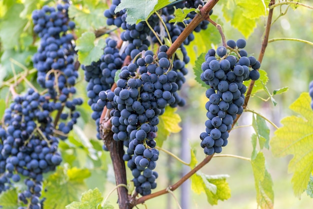Primer plano de las uvas en el viñedo