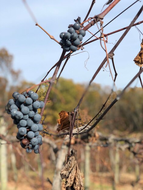 Foto primer plano de las uvas de vino que crecen en el árbol