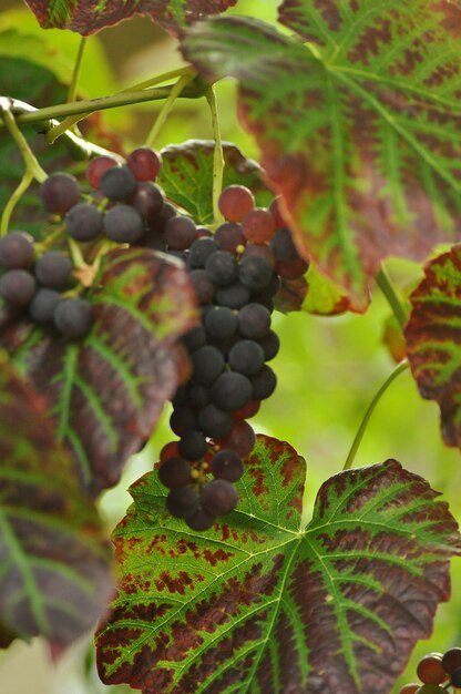 Foto un primer plano de las uvas