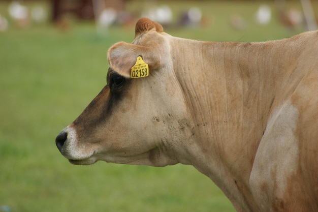 Foto primer plano de una vaca en el campo