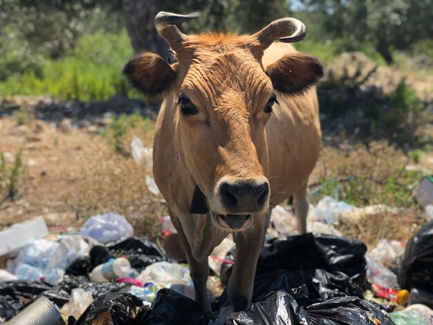 Foto primer plano de una vaca comiendo de la basura