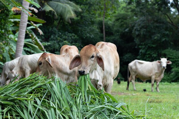 Un primer plano de una vaca joven comiendo hierba