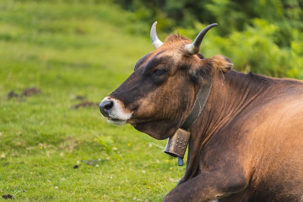 Primer plano de una vaca marrón sentada descansando sobre la hierba verde en el pasto en un prado