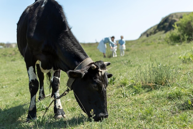 El primer plano de una vaca negra pastando en un prado en el contexto de una madre y sus hijas gemelas